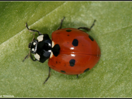 Coccinella septempunctata