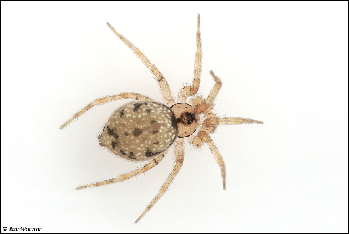 דרפינה Oecobius
עכביש זעיר (5 מ"מ ופחות) הנפוץ גם במשכנות האדם. אוהב פינות בחדרים.
אינו מסוכן ועל רוב מהווה לא יותר ממטרד ויזואלי בשל המטווים הזעירים שאוספים אבק.