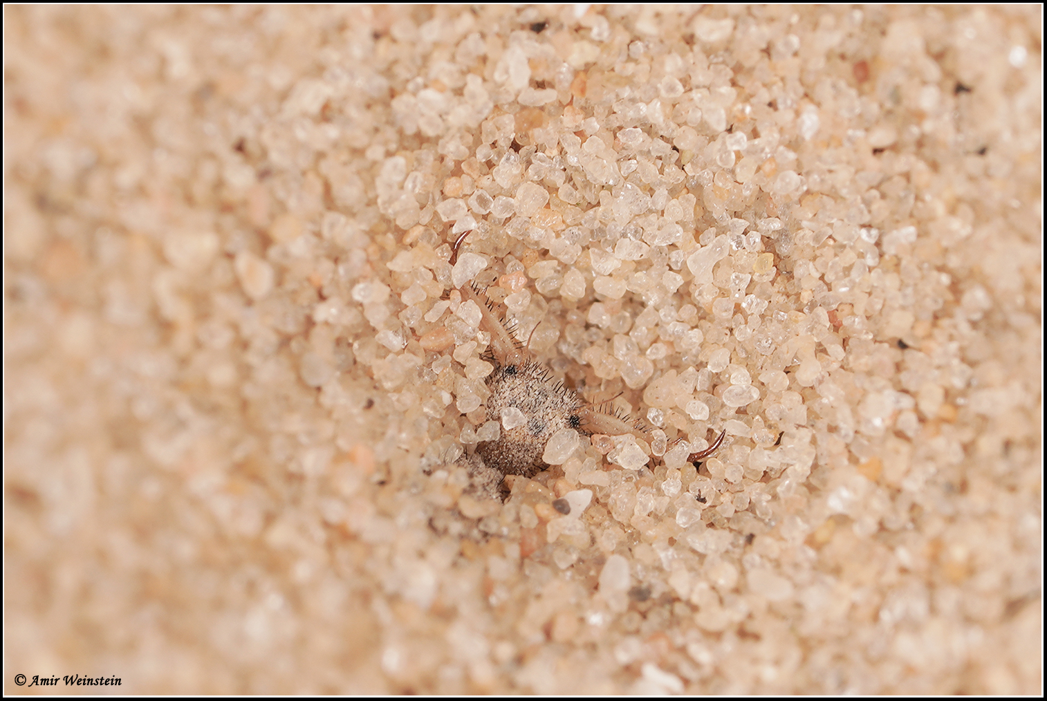 זחל של ארינמל חיוור Myrmeleon hyalinus אורב בתחתית משפך בקרקע חול עם גרגר גס.