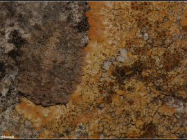 זחל של אבנונית על סלע מכוסה בחזזיות מסוג ישפית.