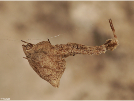 Uloborus plumipes