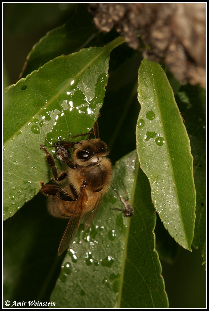 דבורת דבש בעיצומה של ארוחת טל-דבש טרי שנוטף מכנימות הלכנוס השוכנות בענף היישר מעליה.