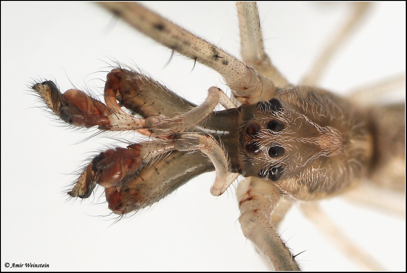 תקריב לעיניות של עכביש זכר ממשפחת הפגיוניים.
לזכרים במשפחה זו כליצרות ארוכות המשחקות תפקיד חשוב במהלך הרבייה.