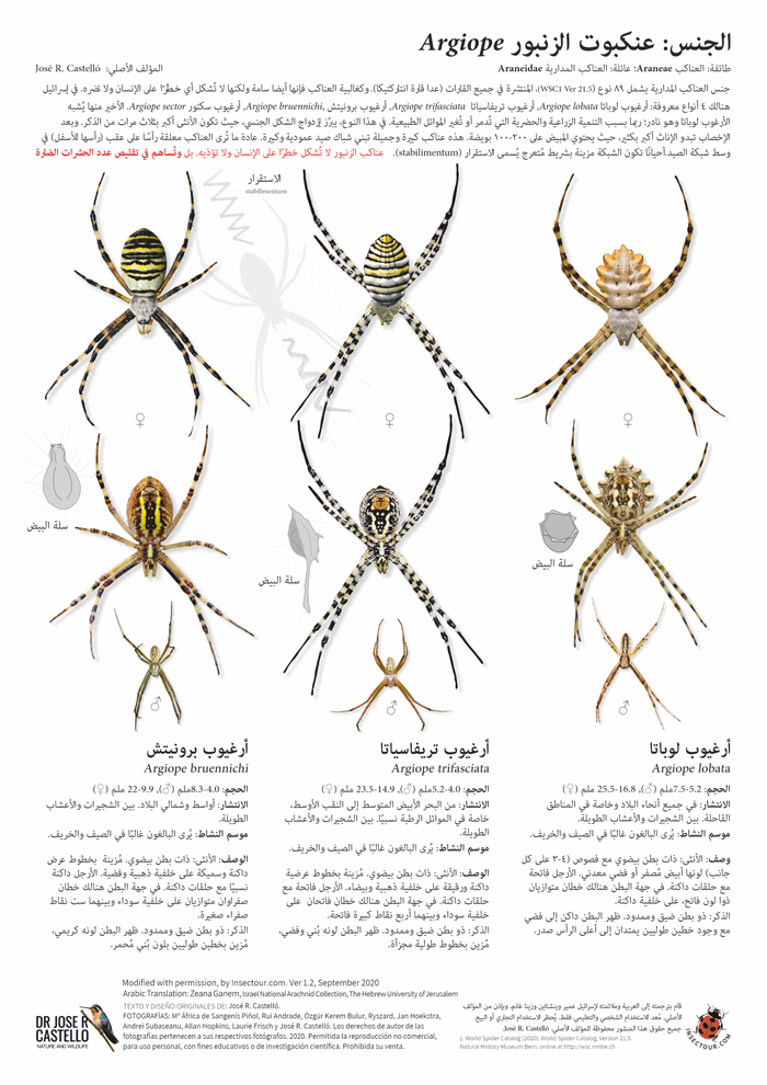 أنواع من جنس عنكبوت الزنبور