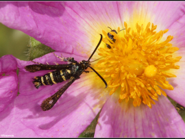 Chamaesphecia sp, בני הסוג מתפתחים על חלובלביים.