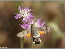 Macroglossum stellatarum