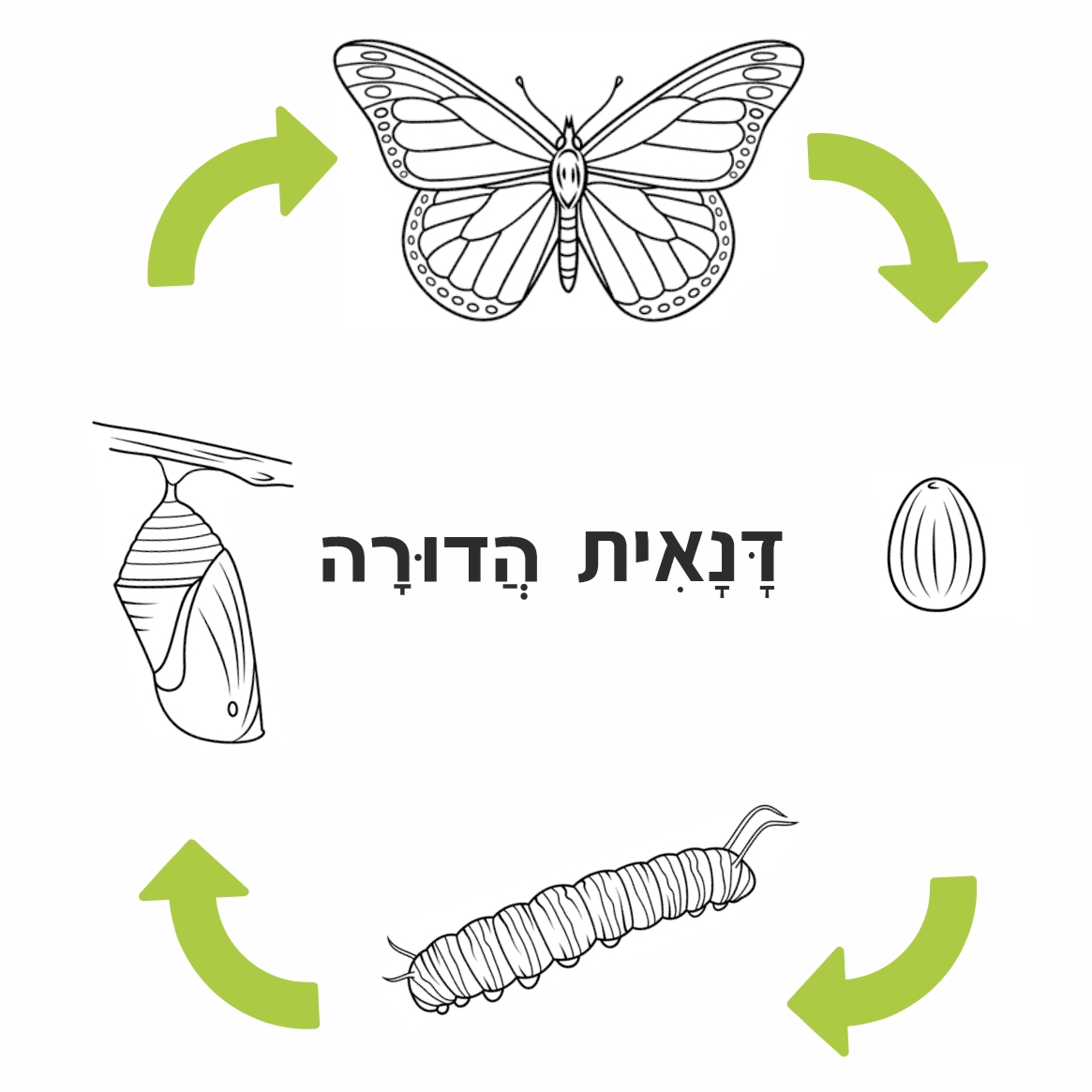 דנאית הדורה - מחזור חיים