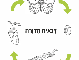 דנאית הדורה - מחזור חיים