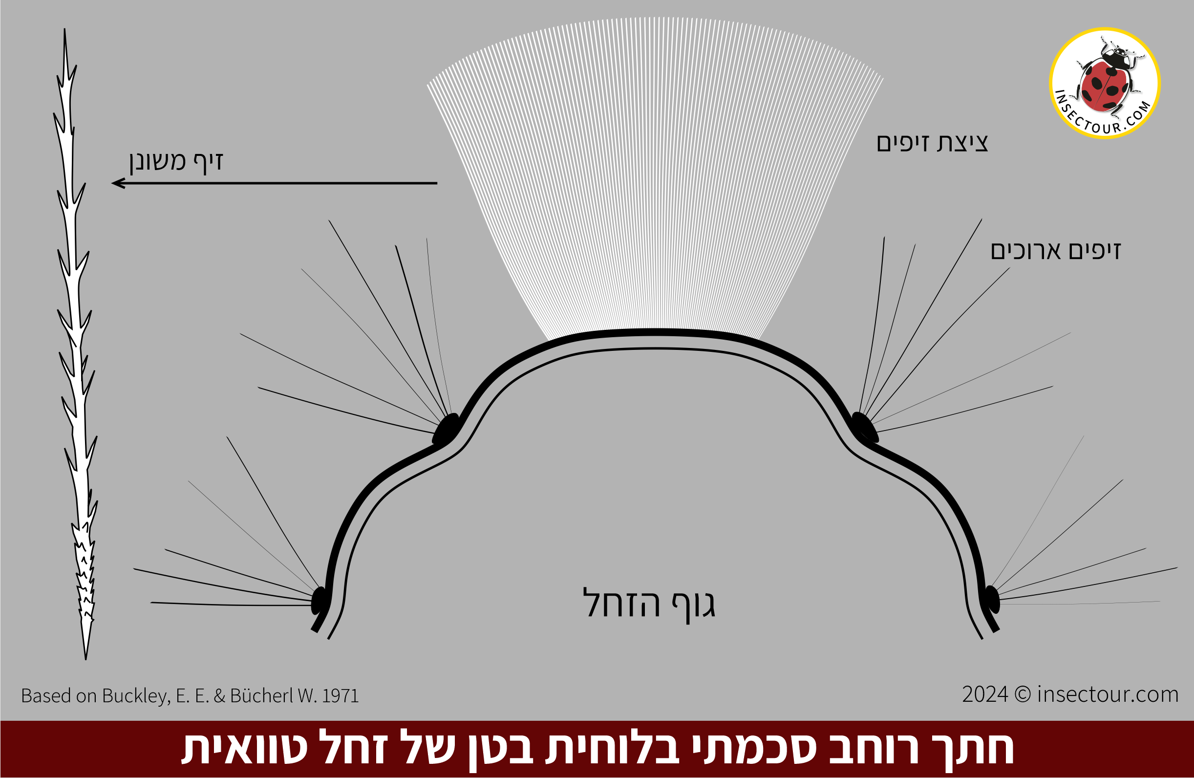 חתך רוחב סכמתי בלוחית גב הבטן של זחל טוואית.