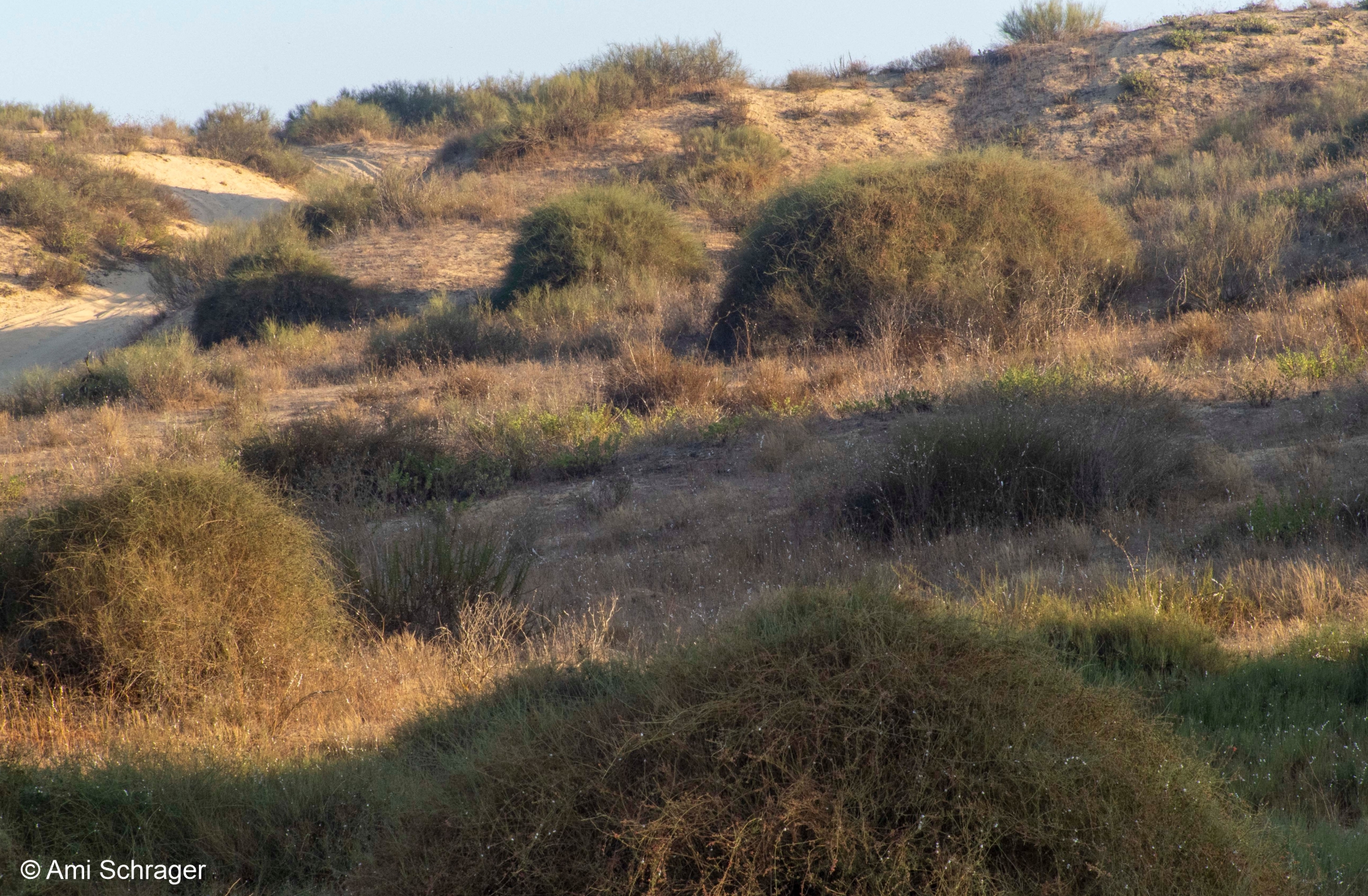 שיחי שרביטן בנוף חולי מיוצב של חולות חולון.