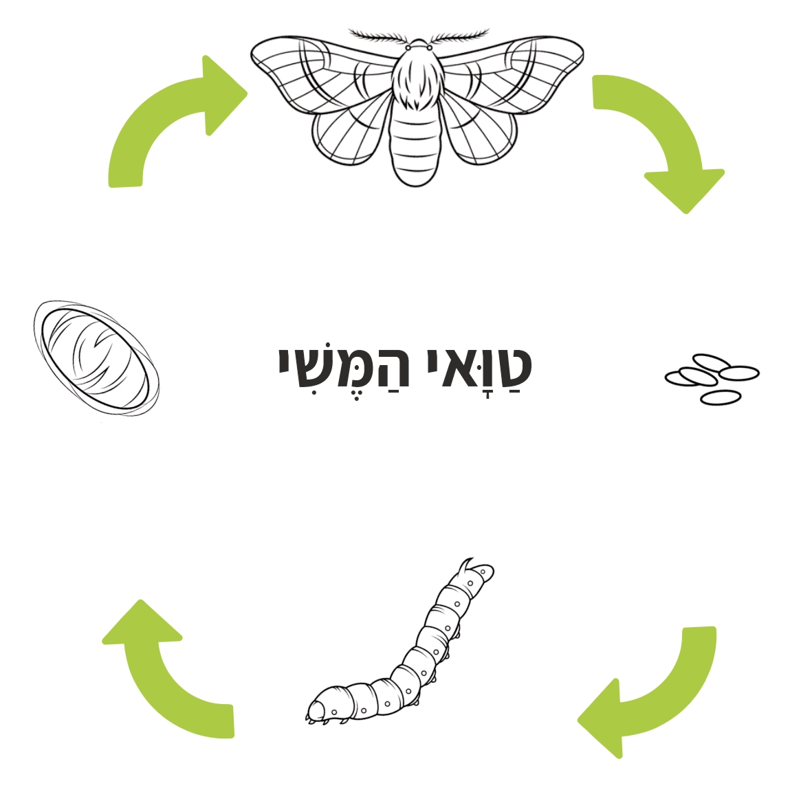 טוואי המשי - מחזור חיים