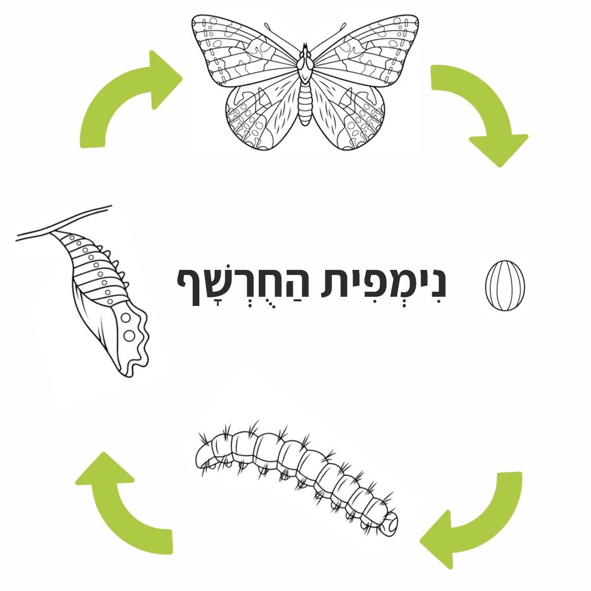 נימפית החורשף - מחזור חיים