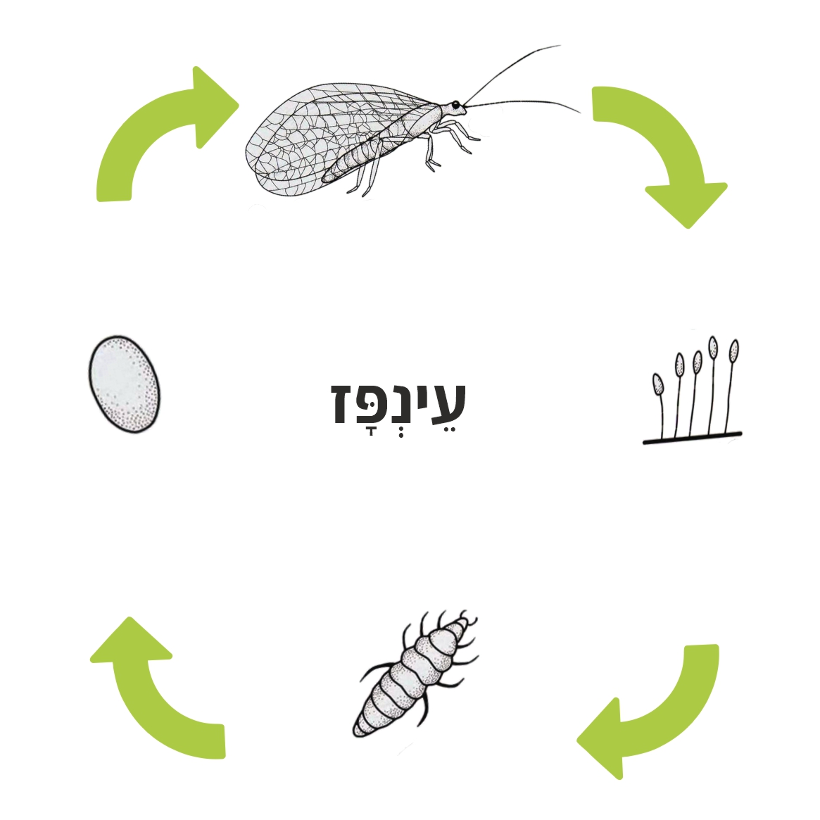 עינפז - מחזור חיים