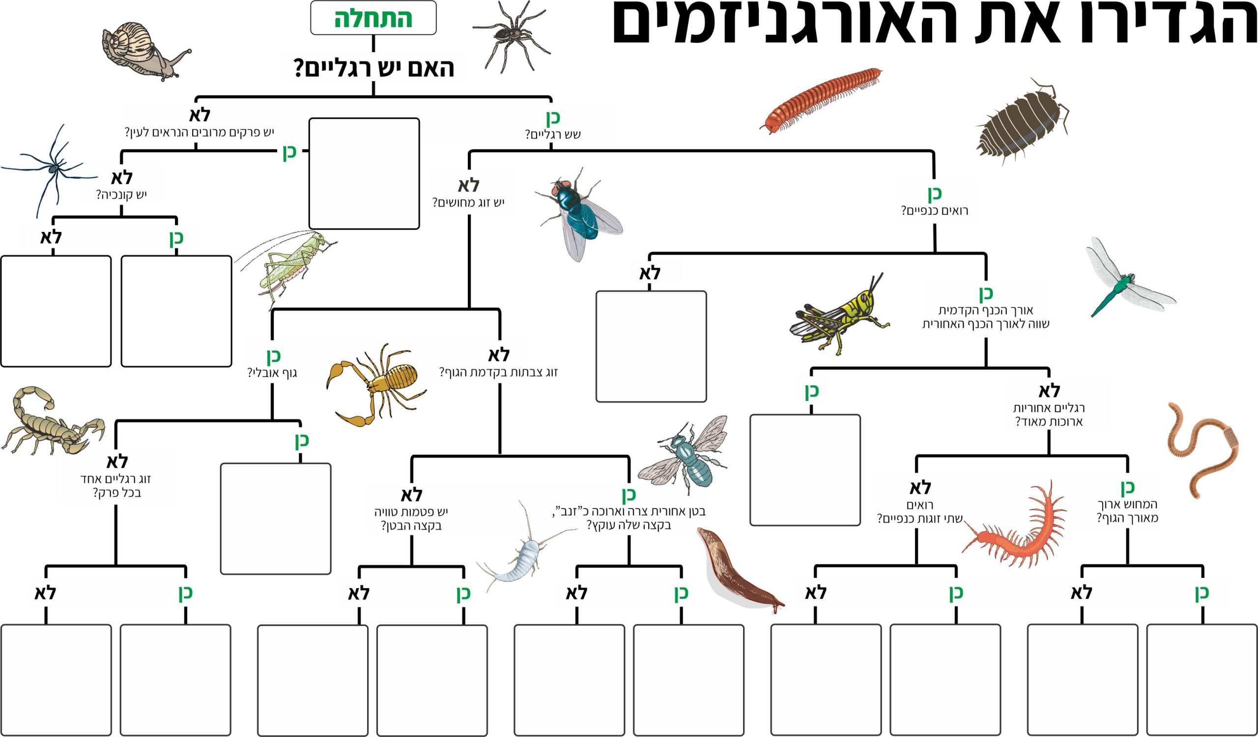 משחק מיון חסרי חוליות